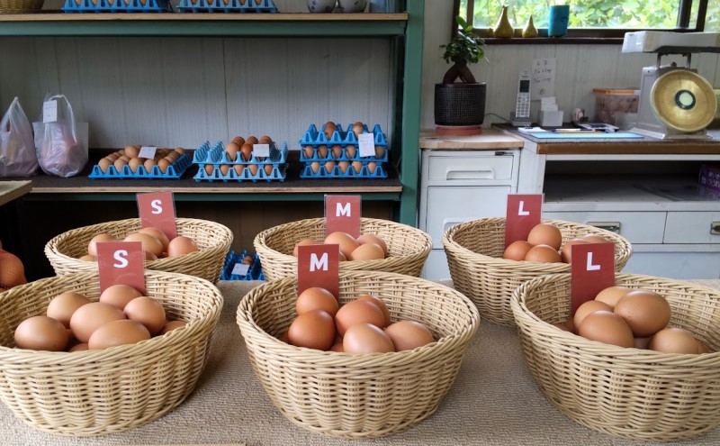 たまご 50個入り Ｍサイズ ※破損保証5個含む 卵 鶏卵 タマゴ ※配送不可:離島