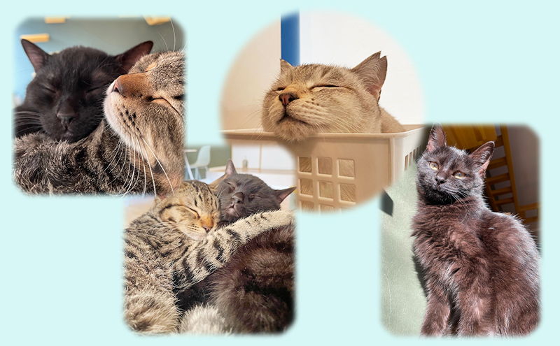 保護猫カフェへの寄附 【お礼品の発送はございません】一口20,000円