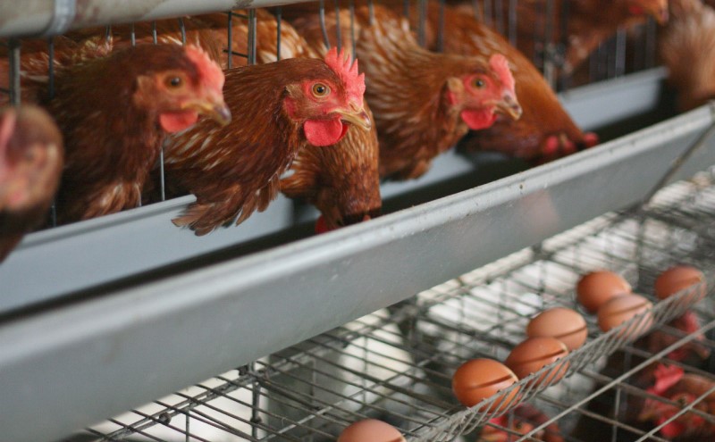 たまご 50個入り Ｍサイズ ※破損保証5個含む 卵 鶏卵 タマゴ ※配送不可:離島