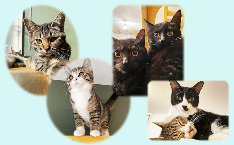 保護猫カフェへの寄附 【お礼品の発送はございません】一口30,000円