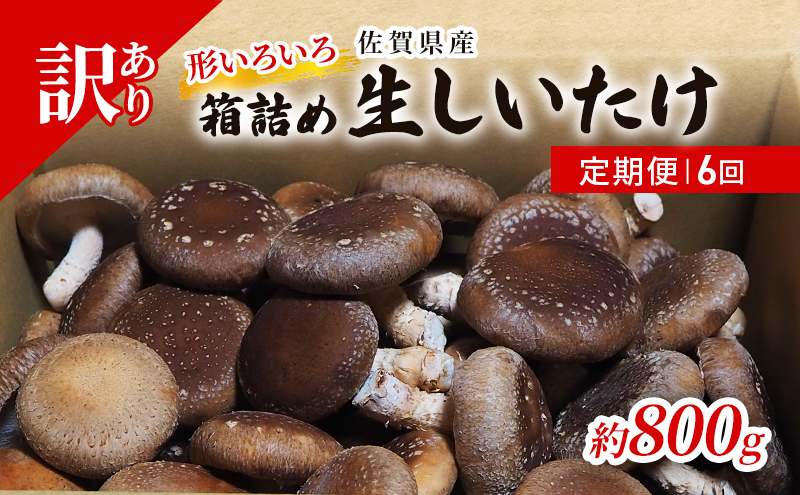 定期便 6ヶ月 訳あり しいたけ 佐賀県産 箱生しいたけ 約800g 訳アリ 椎茸 きのこ 6回 お楽しみ