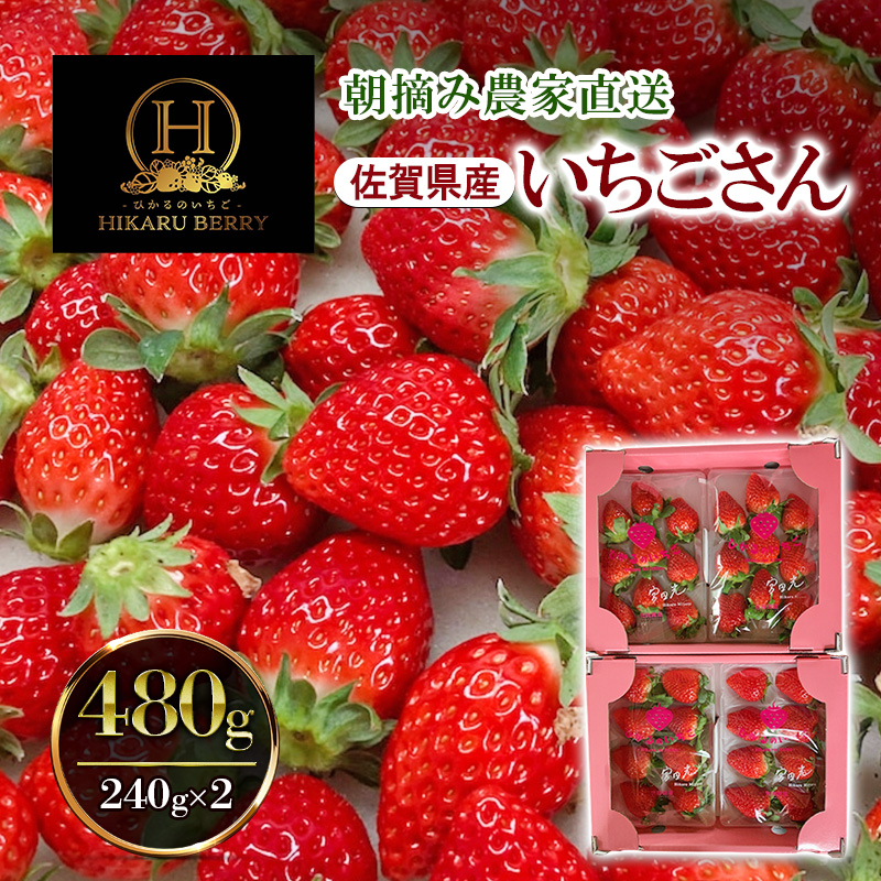 いちご 農家直送 いちごさん 480g (240g×2) イチゴ 朝摘み ブランド 果物 ※配送不可：離島