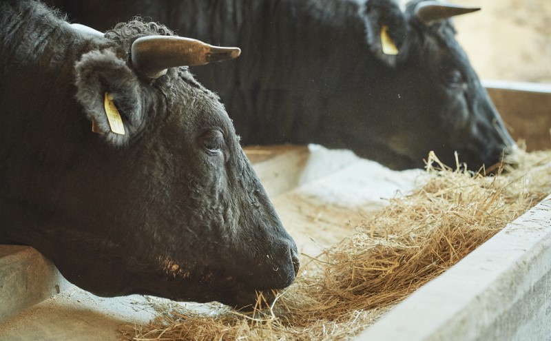 佐賀牛 サーロイン ステーキ 1000g/すきやき 切落 1000g ※配送不可：北海道、沖縄、離島