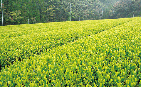 ｃ-５３　うれしの茶（嬉野茶）特上・特撰５本セット【緑茶】