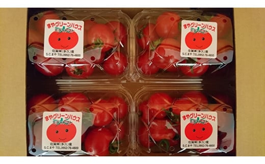 採れたてミディトマト 4kg（500g × 8パック） _b-249