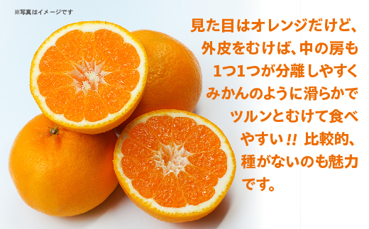 はれひめ 5kg _b-499