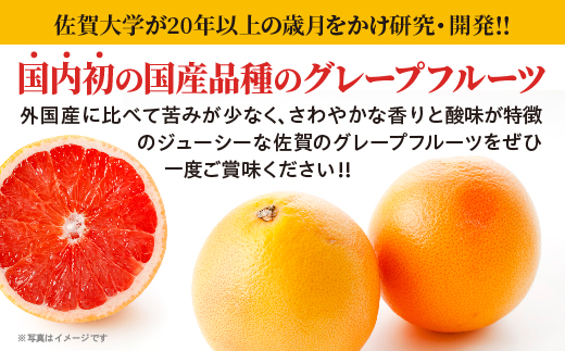 さがんルビー 5kg（グレープフルーツ） _c-138