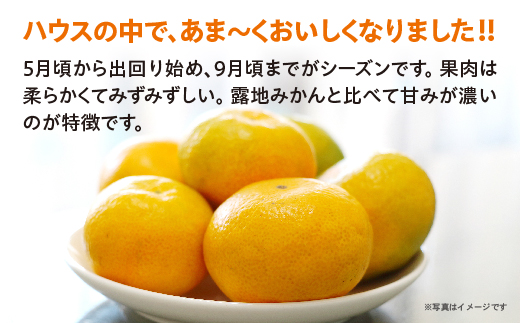 ハウスみかん 約1kg _c-139