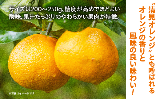 清見（きよみ）みかん 約8kg _c-141
