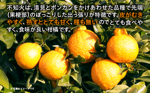 不知火 しらぬい 約5kg _c-143