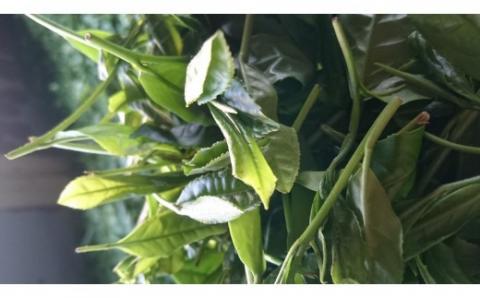 ｃ-５３　うれしの茶（嬉野茶）特上・特撰５本セット【緑茶】