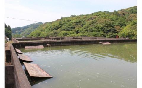 ｃ-９２　冷凍スッポン　３?４人前