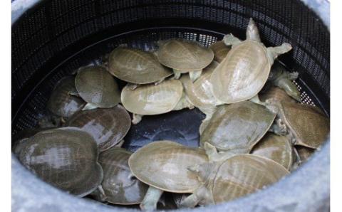 ｂ-３１４　すっぽん鍋や唐揚げにお手軽な冷凍スッポン　合計３００ｇ