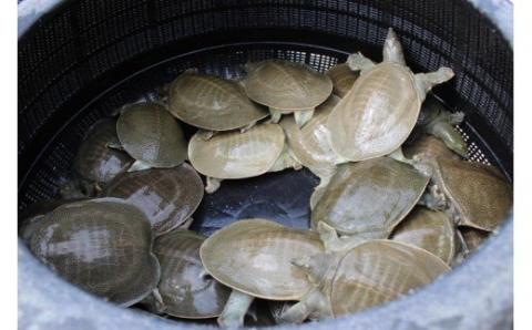 ｃ-９２　冷凍スッポン　３?４人前