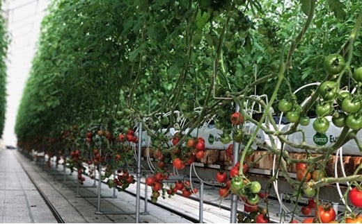 採れたてミディトマト 4kg（500g × 8パック） _b-249