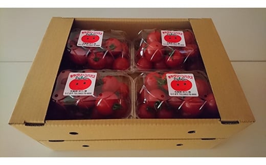 採れたてミディトマト 4kg（500g × 8パック） _b-249