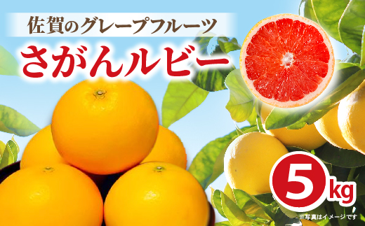 さがんルビー 5kg（グレープフルーツ） _c-138