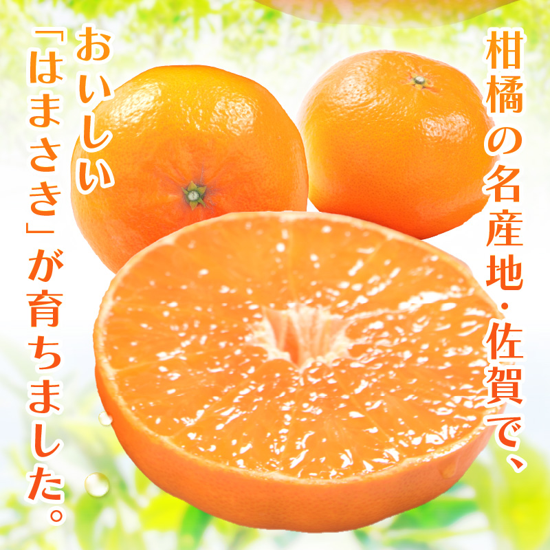 佐賀産 柑橘 「はまさき」 約1.5kg箱 (4-7玉) 147-B806