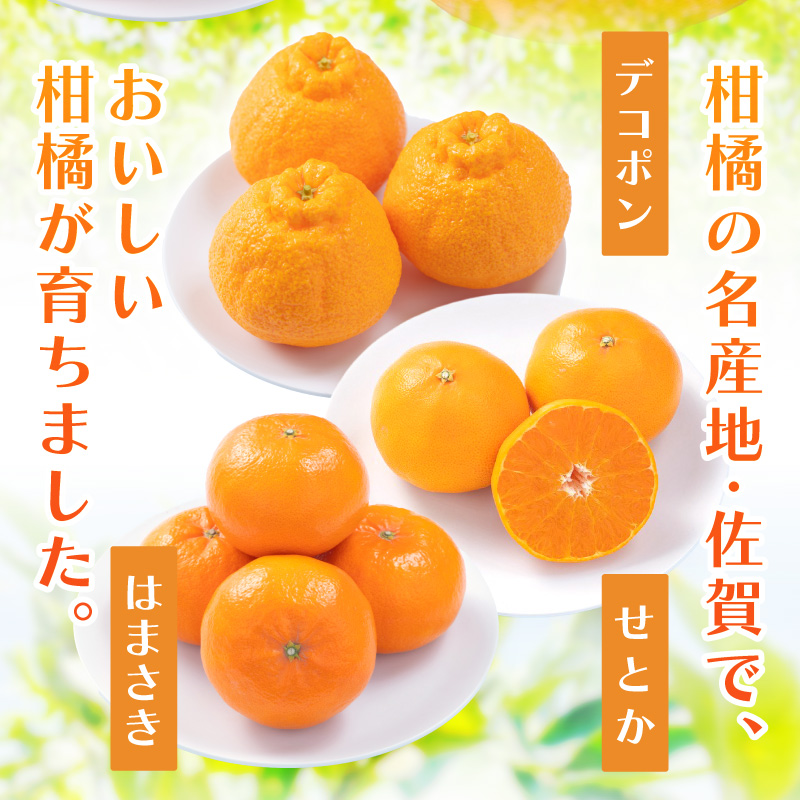 佐賀産 柑橘定期便 彩りセット【全3回】 せとか はまさき デコポン 999-B859