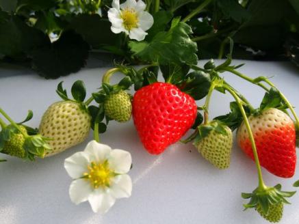 【数量限定】伊万里産急速冷凍いちご1kg ～鶴田農園～ 046-B383