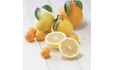 佐賀の旬の柑橘をお届け 佐賀産かんきつ5kg 147-B397