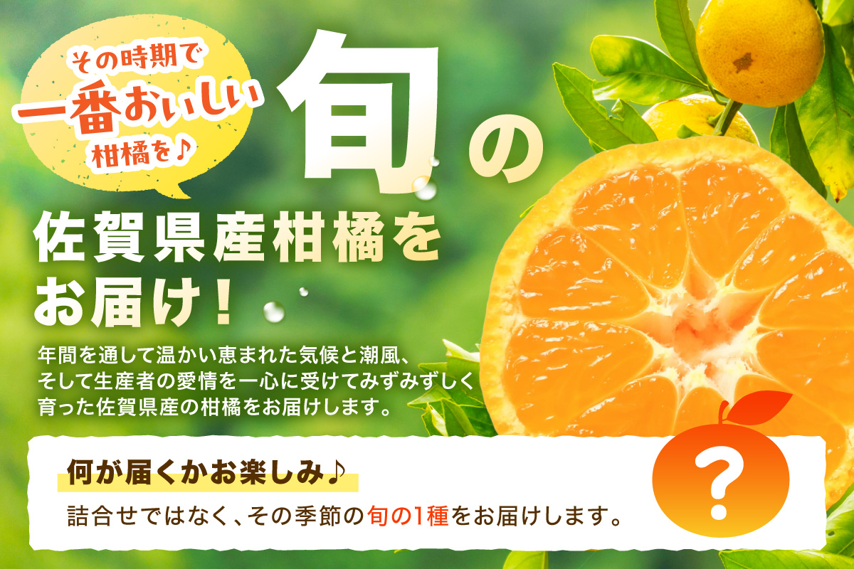佐賀の旬の柑橘をお届け 佐賀産かんきつ5kg 147-B397