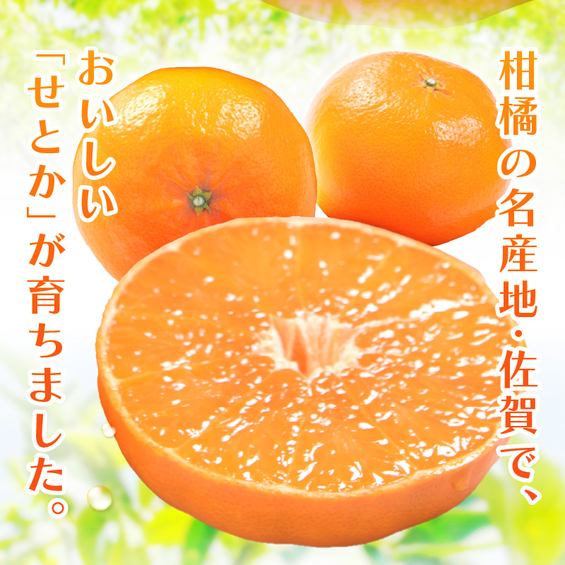 佐賀産 柑橘類 せとか 約1.5kg （4〜7玉） 147-B405