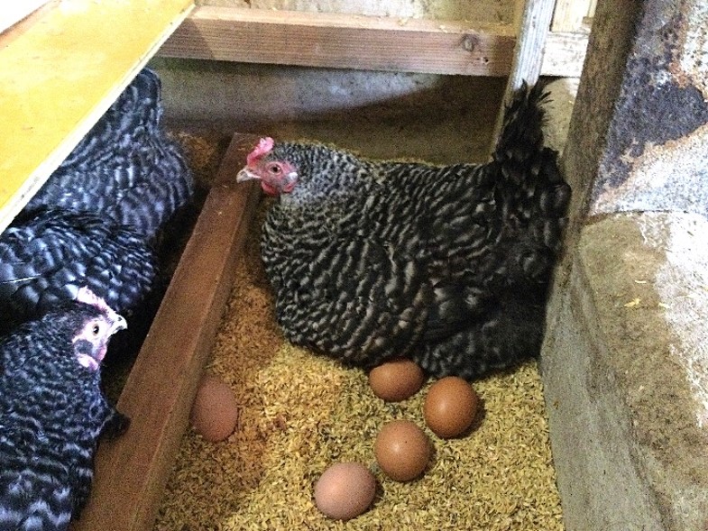 歩く花 たまご 卵 6個入り×2箱 164-B839