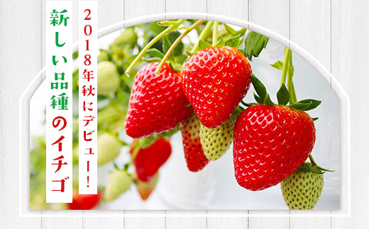佐賀県産 いちごさん 合計約1kg 250g×4パック 苺 いちご イチゴ 114-B1014