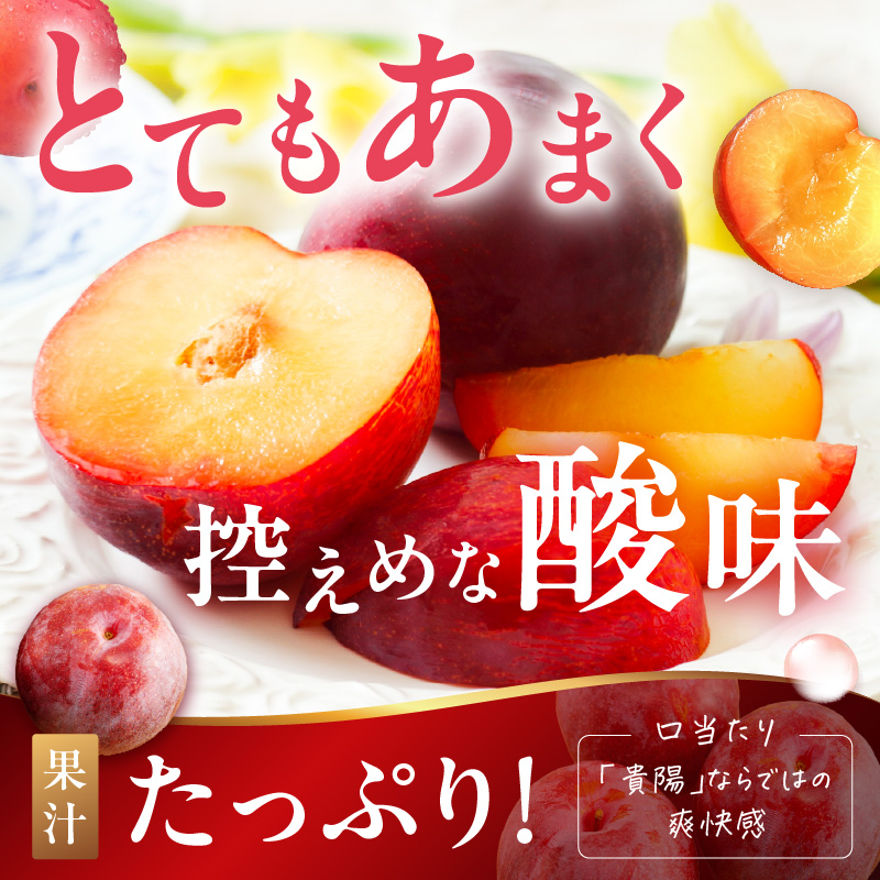 【先行予約】伊万里のすもも「貴陽」化粧箱入り(4～6玉) 003-B960