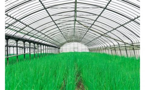 調味料 スパイス スープ 伊万里香ねぎ厳選セット 089-G093