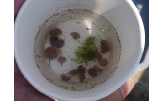 牧島地区まちづくり運営協議会の活動を応援！【思いやり型返礼品（協賛型）】 109-O013