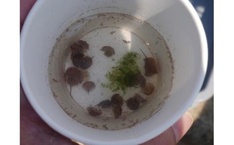 牧島地区まちづくり運営協議会の活動を応援！【思いやり型返礼品（協賛型）】 109-O015