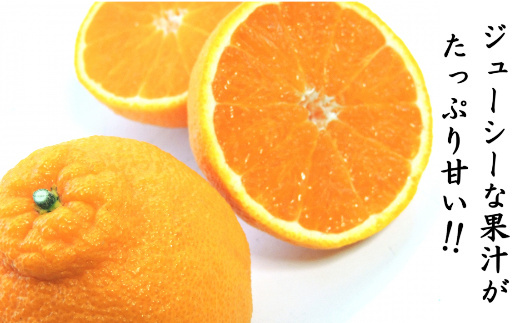 佐賀県産 不知火 約3kg 114-B1011