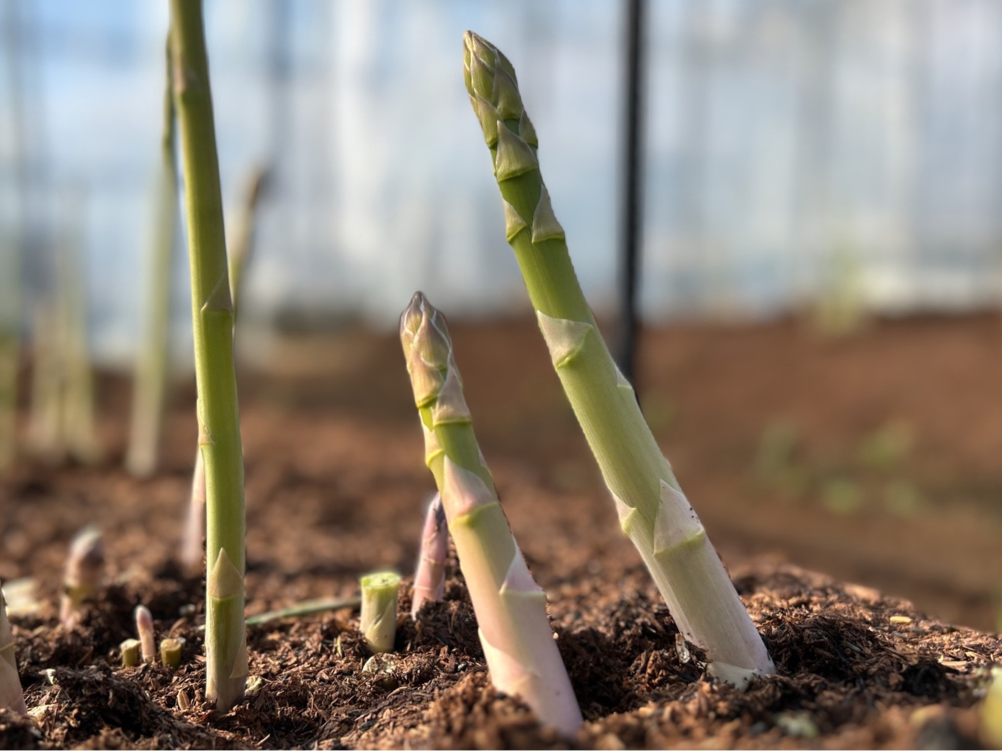 【先行受付　令和8年3月より順次発送】野菜ソムリエサミット『金賞』受賞、自噴水と寒暖差が育んだアスパラ定期便1ｋｇ×6回 999-B854