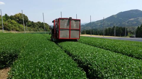 平島さんの伊万里深むし緑茶 016-A034