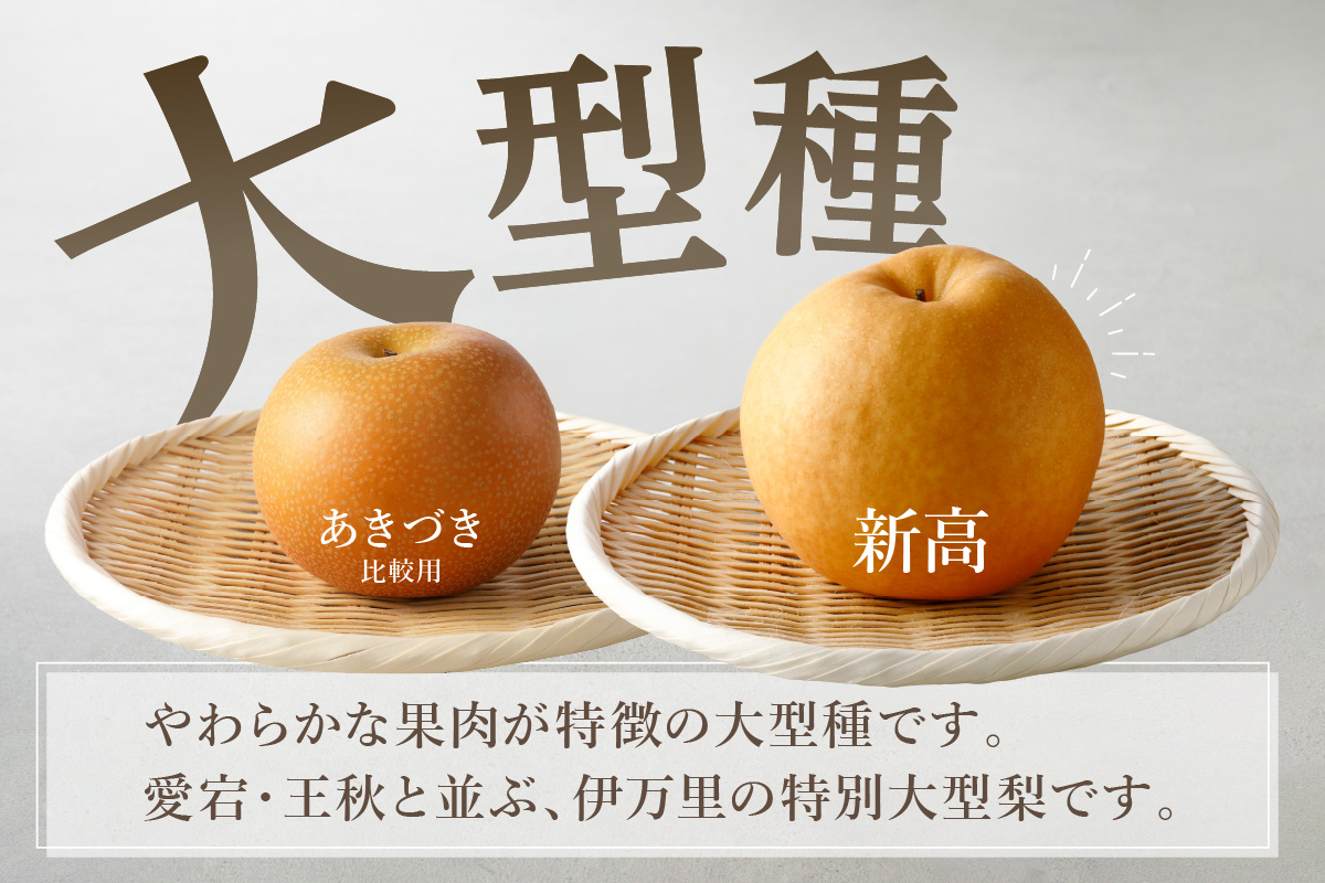 【2026年産先行予約】伊万里梨「新高」 5kg 大型種 178-B942