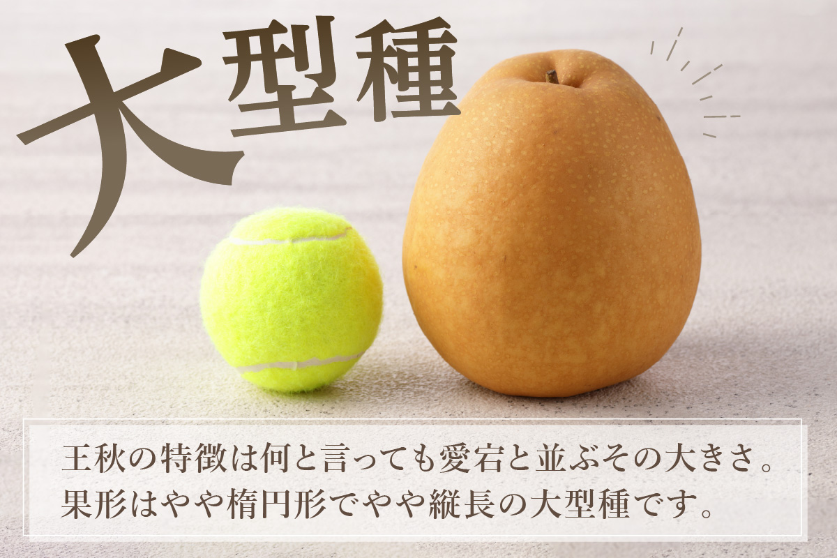 【2026年産先行予約】伊万里梨「王秋」 約5kg 178-B943