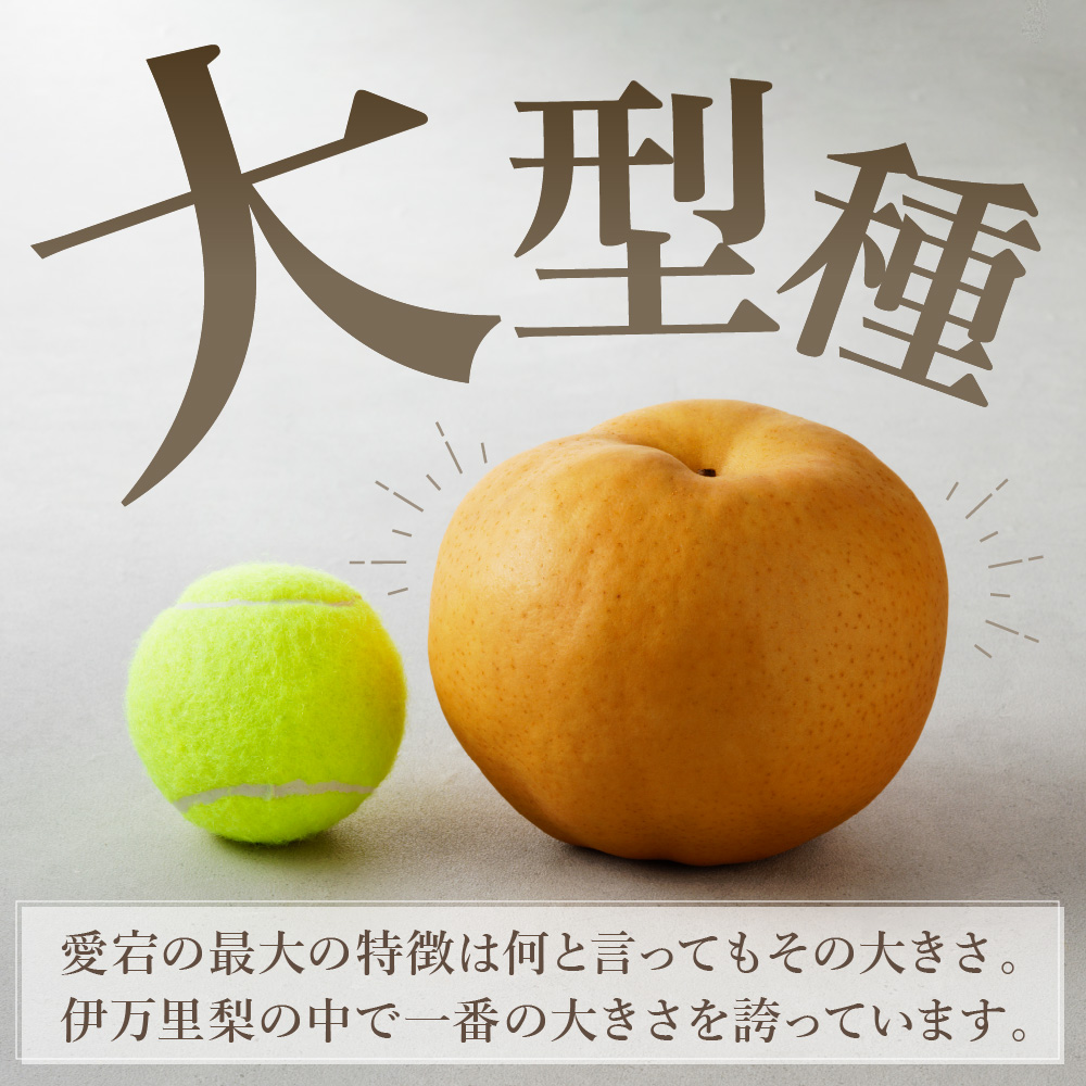 【2026年産先行予約】伊万里梨 「愛宕」 約5kg 大型種 178-B944