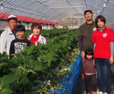 【数量限定】伊万里産急速冷凍いちご1.5kg ～鶴田農園～ 046-B384