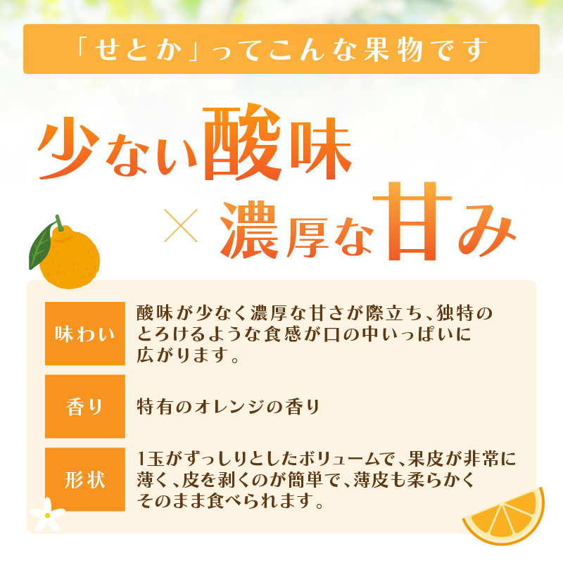 佐賀産せとか 約3kg (7-12玉) (伊万里市) 柑橘類 147-B801