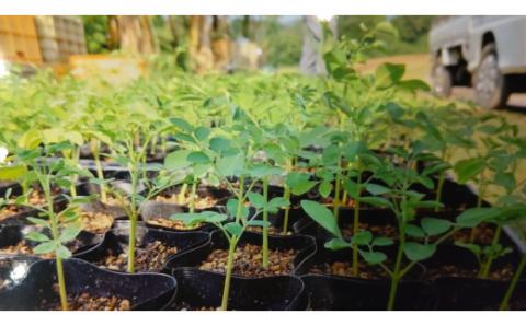 モリンガタブレット90g 166-B488