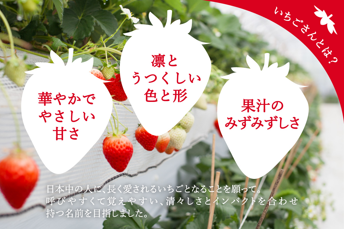 【先行予約】伊万里産 特選「いちごさん」 450g 以上× 2パック ～鶴田農園～ 046-B833