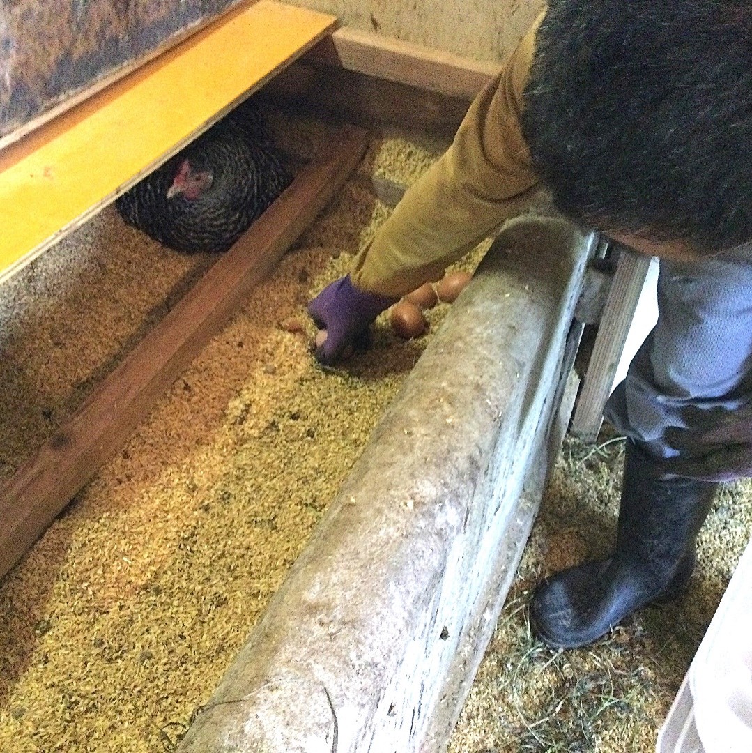 歩く花 たまご 卵 6個入り×2箱　3回定期便 999-B841