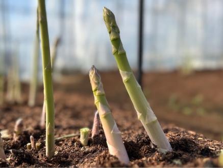【先行受付　令和8年3月より順次発送】野菜ソムリエサミット 2024年3月度『金賞』受賞 《梅村農園のアスパラガス》 500g 174-B537