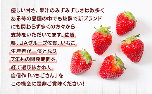 佐賀県産 いちごさん 合計約1kg 250g×4パック 苺 いちご イチゴ 114-B1014