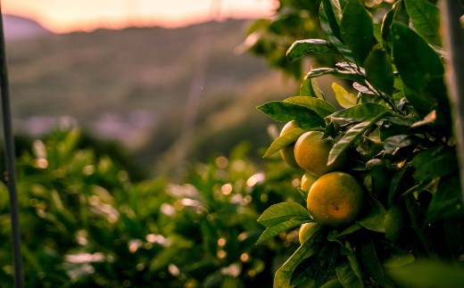 佐賀県産みかん あんみつ姫 4kg 114-B1015