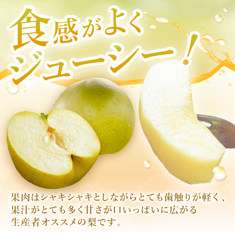 【2026年産先行予約】伊万里梨 「甘太」 約5kg ご自宅用におすすめ 178-B941