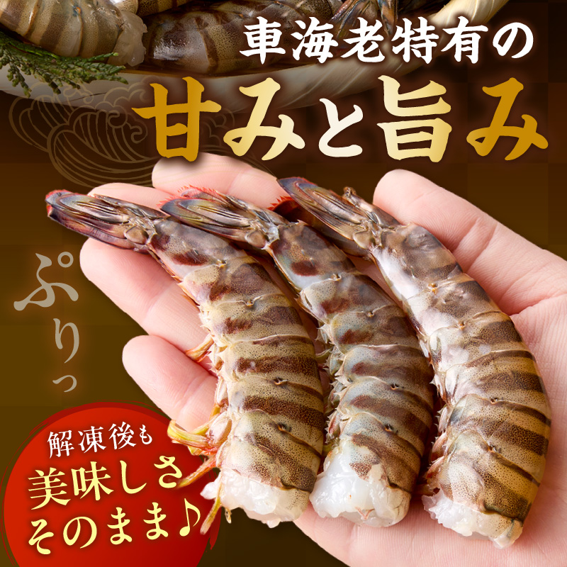 伊万里産 無頭 冷凍車海老（加熱用） 2.5kg 010-C199