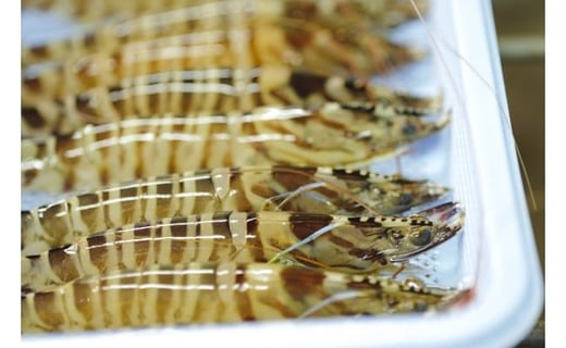 活車海老 375g 指定日可能【数量限定 先行予約】（12月1日から配送開始） 010-C165